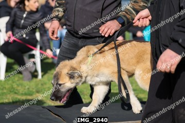 IMG_2940.jpg