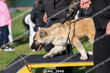 IMG_2946.jpg