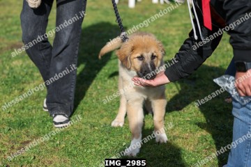 IMG_2985.jpg