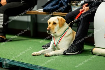 496A8497-Migliorato-NR.jpg