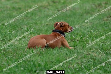 IMG_0421.jpg