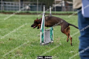 IMG_0960.jpg