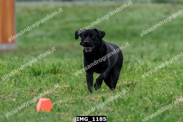 IMG_1185.jpg