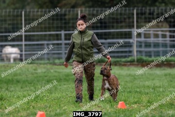 IMG_3797.jpg