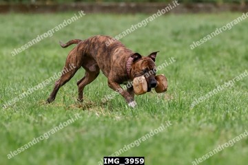 IMG_3959.jpg