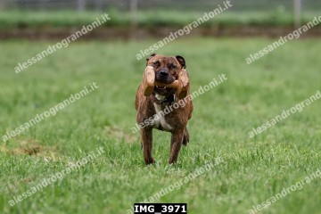 IMG_3971.jpg