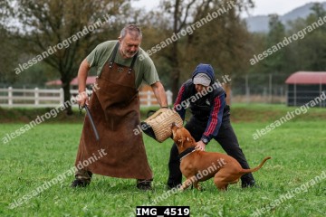 IMG_4519.jpg
