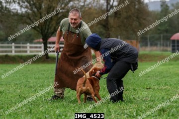IMG_4523.jpg