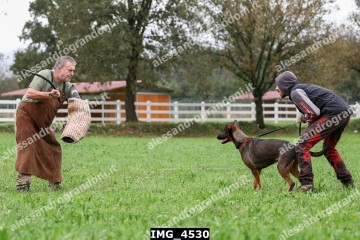 IMG_4530.jpg