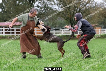 IMG_4541.jpg