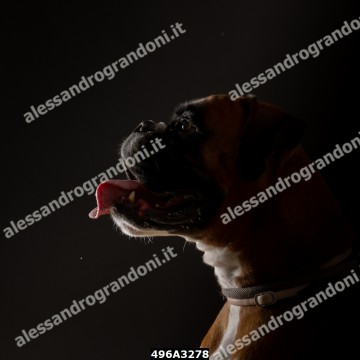 496A3278.jpg