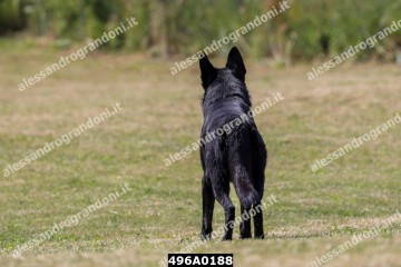 496A0188.jpg