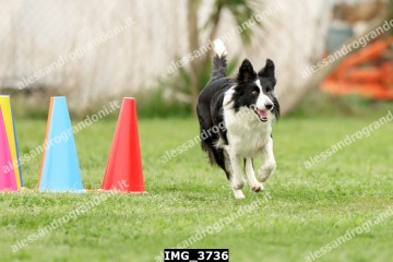 IMG_3736.jpg