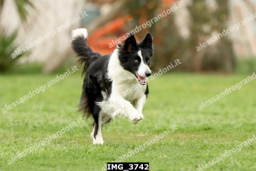 IMG_3742.jpg