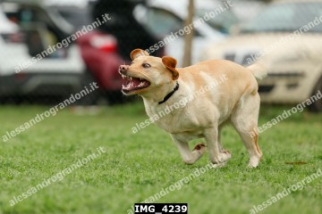 IMG_4239.jpg