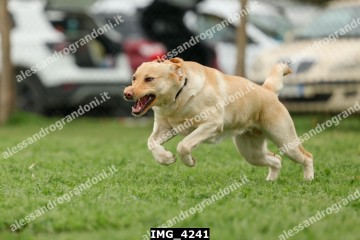 IMG_4241.jpg