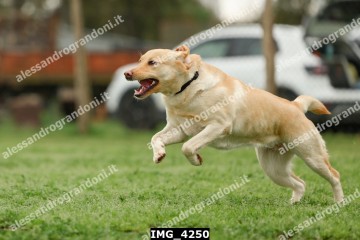IMG_4250.jpg