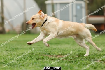 IMG_4261.jpg