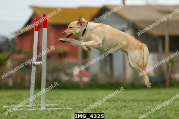 IMG_4325.jpg