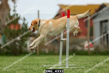 IMG_4332.jpg