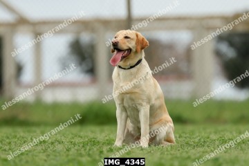 IMG_4345.jpg