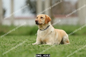 IMG_4352.jpg