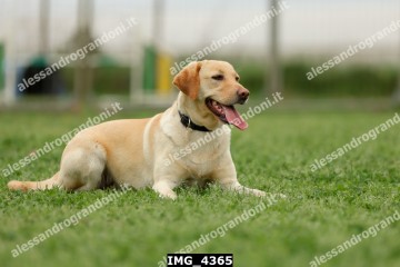 IMG_4365.jpg
