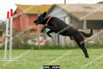 IMG_4584.jpg