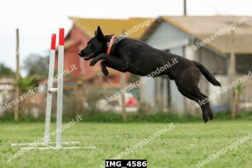 IMG_4586.jpg