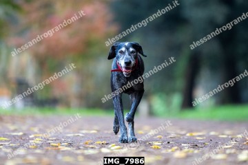 IMG_7986.jpg