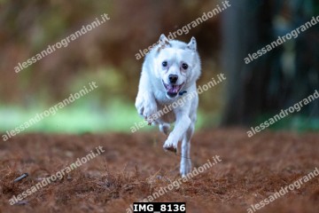 IMG_8136.jpg