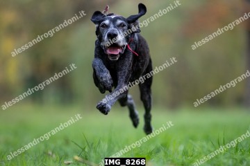 IMG_8268.jpg