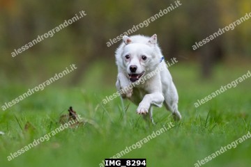IMG_8294.jpg