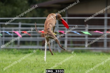 IMG_3331.jpg