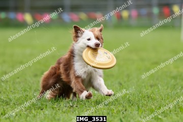 IMG_3531.jpg