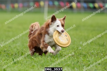 IMG_3537.jpg