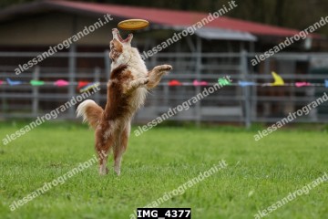 IMG_4377.jpg