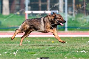 L_IMG_0347.jpg