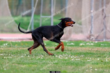 L_IMG_0453.jpg