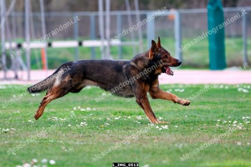 L_IMG_0513.jpg