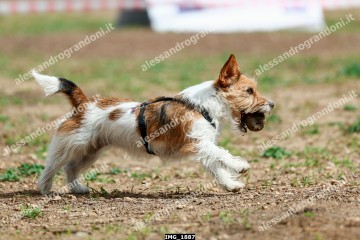 IMG_1887.jpg