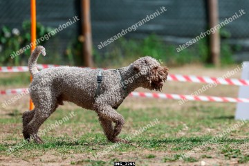 IMG_2295.jpg