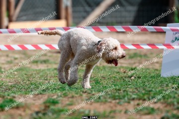 IMG_2387.jpg