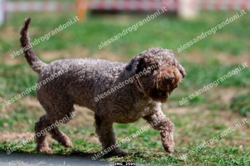 IMG_2595.jpg