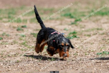 IMG_2893.jpg