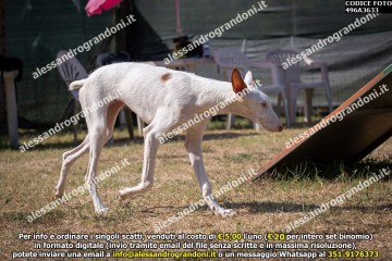 496A3633.jpg