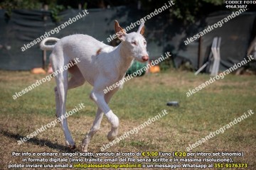 496A3687.jpg