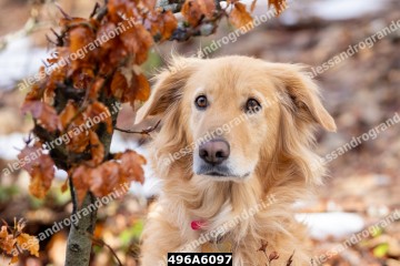 496A6097.jpg