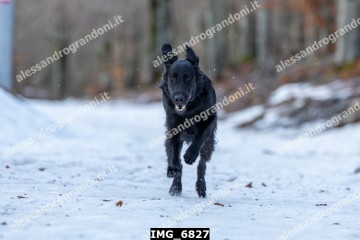 IMG_6827.jpg