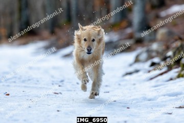 IMG_6950.jpg